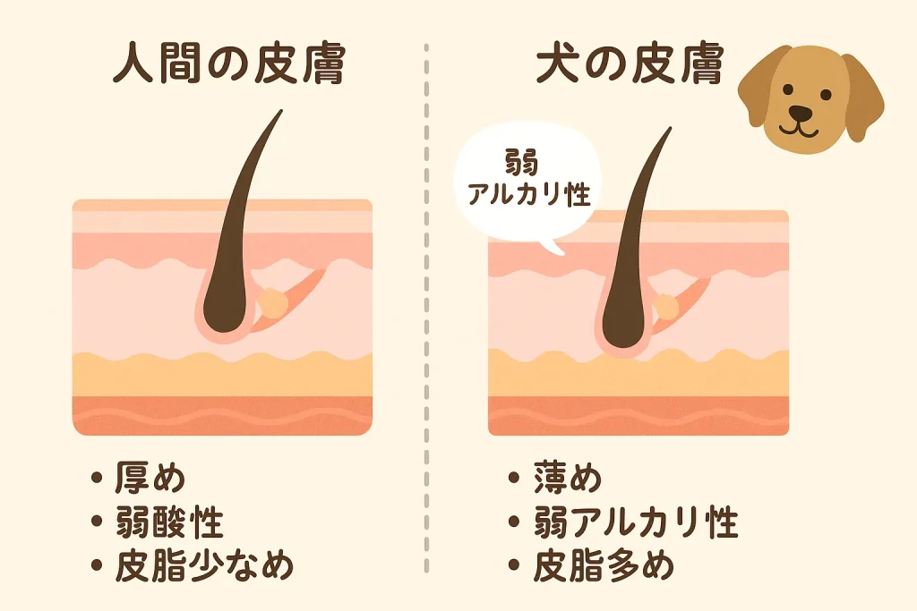犬と人間の皮膚構造や厚さの違いを説明する図解