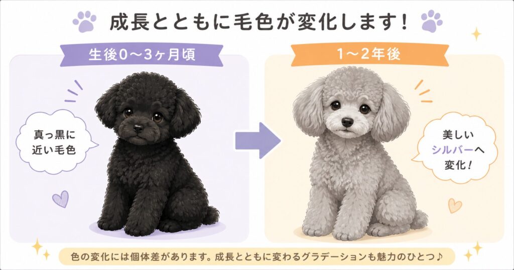シルバートイプードルは黒い子犬から成犬になるにつれて美しいシルバーへ退色していく。