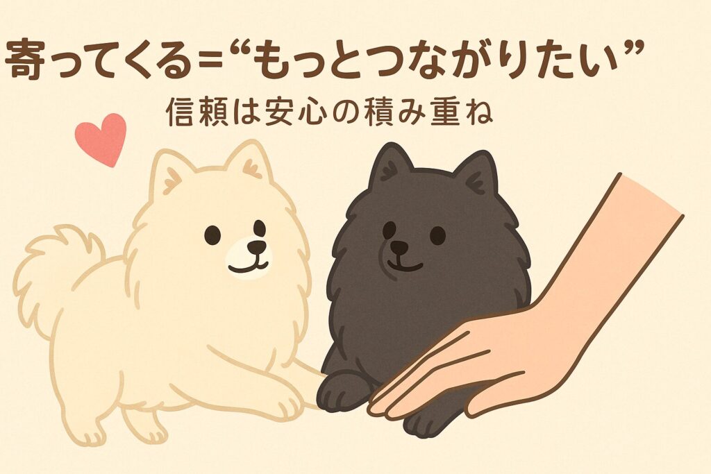 白ポメと黒ポメが飼い主の手に前足をそっと重ねる、やさしい関係修復イラスト