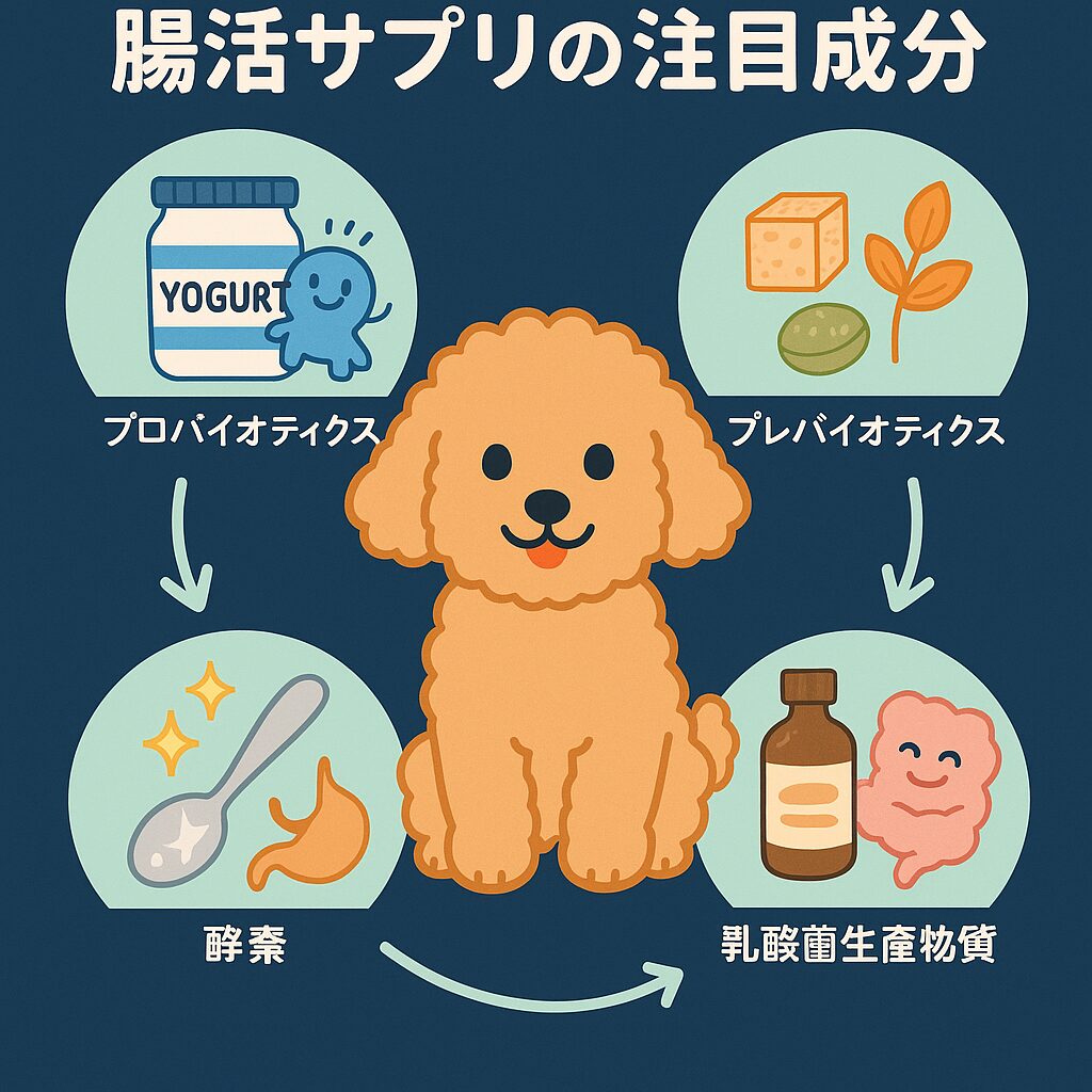 サプリ成分の働きをやさしく図解するイラスト(アプリコットプードル)