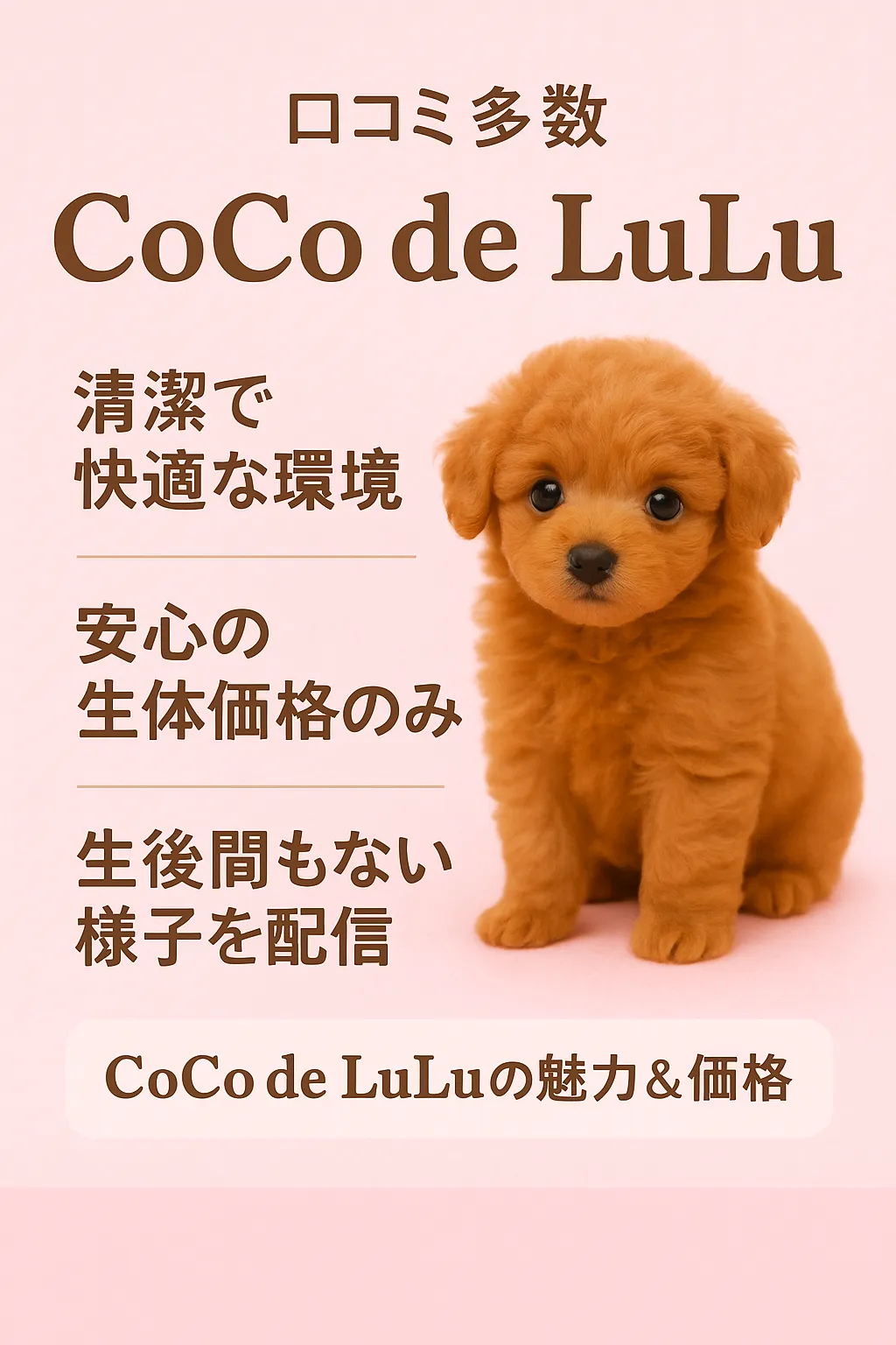 「大阪のトイプードル専門犬舎CoCo de LuLuで健康な子犬を迎える」