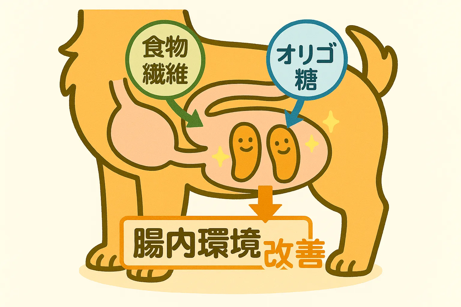 犬の胃腸のイラストで、食物繊維やオリゴ糖による腸内環境改善の仕組みを示す図解