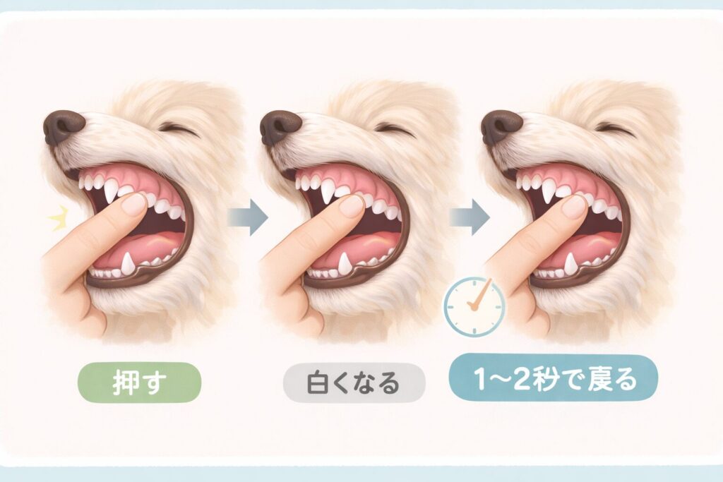 犬の歯ぐきを押して毛細血管再充満時間（CRT）を確認する様子