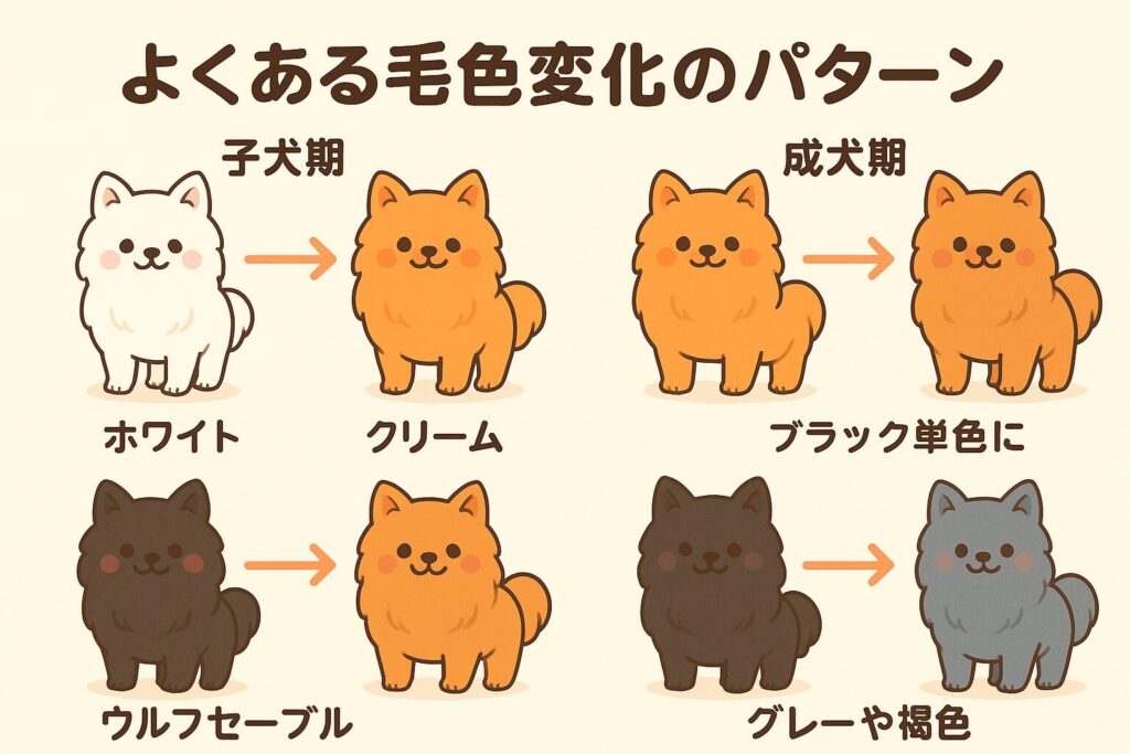 ホワイトからクリーム、オレンジセーブルからレッド、ブラックタンからブラックになるなど毛色変化の例を描いたイラスト