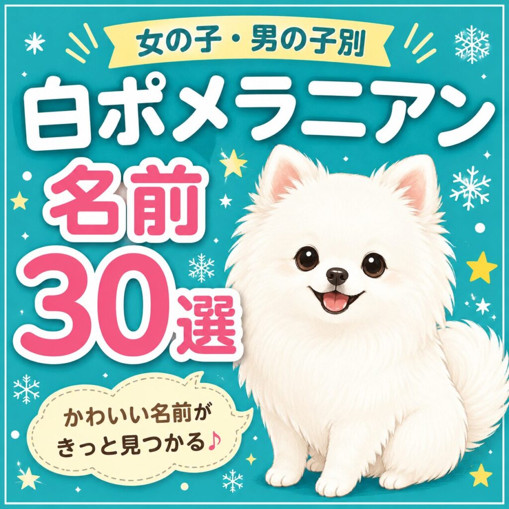 白いポメラニアンの名前を探している方向けのアイキャッチイラスト