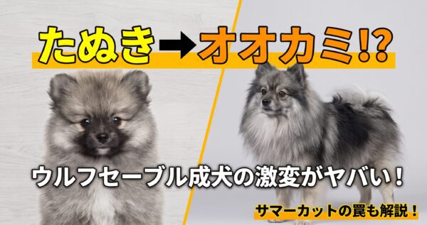 子犬のたぬき顔から成犬のオオカミのような被毛へと劇的変化を遂げるポメラニアンのウルフセーブル