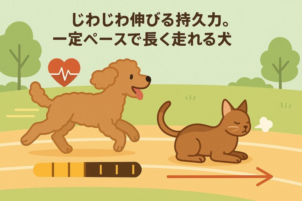 アプリコットプードルが一定ペースで走り、アビシニアン猫が短距離ダッシュ後に休憩する様子を対比で描いたイラスト