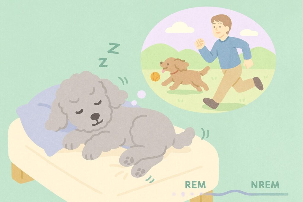 眠るシルバートイプードルと夢の吹き出しに「走る・遊ぶ」場面を描いた解説風イラスト