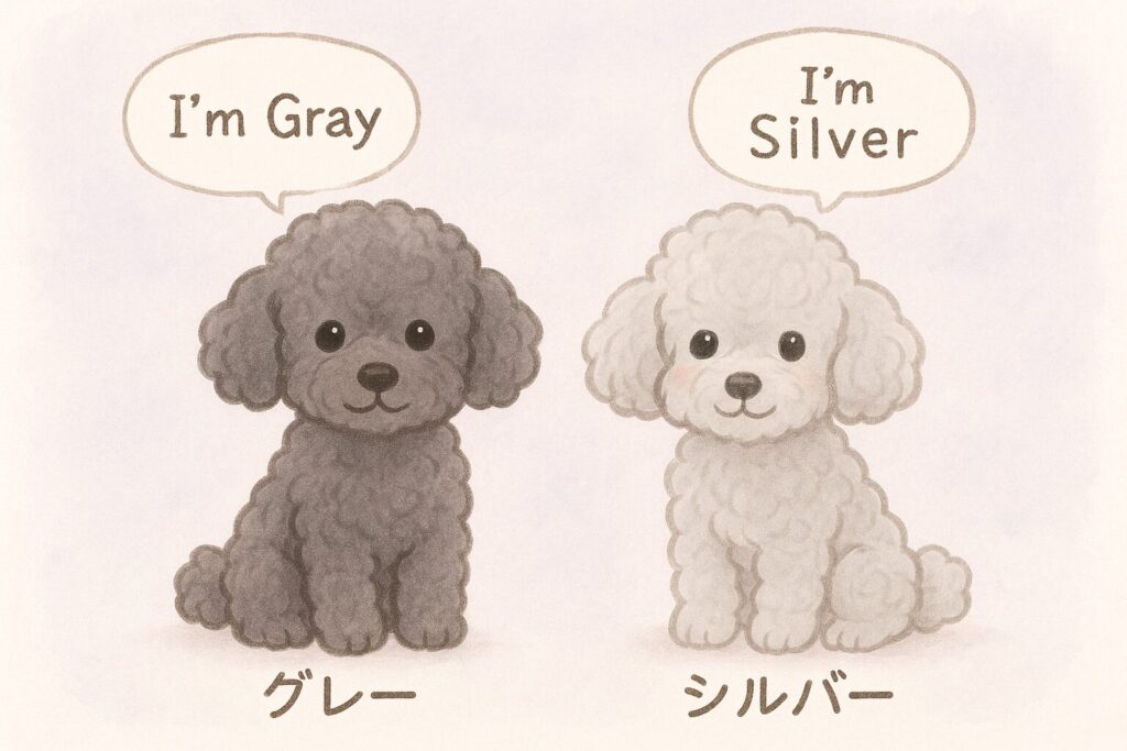 グレーとシルバーのトイプードルが仲良く並んで座る可愛いイラスト。毛色の違いがひと目でわかる。