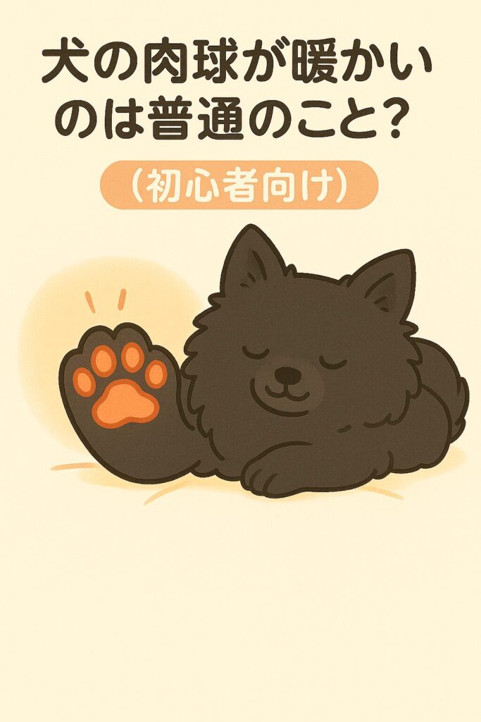 黒ポメラニアンがリラックスして眠り、肉球がほんのり暖かいイラスト