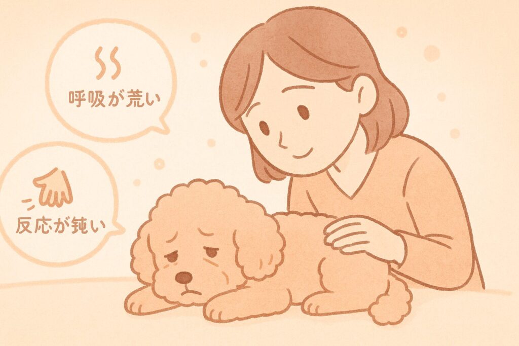 呼吸や反応を気にしながら、寝ているトイプードルを心配そうに見つめる女性のイラスト。体調変化に気づく大切さを表現。