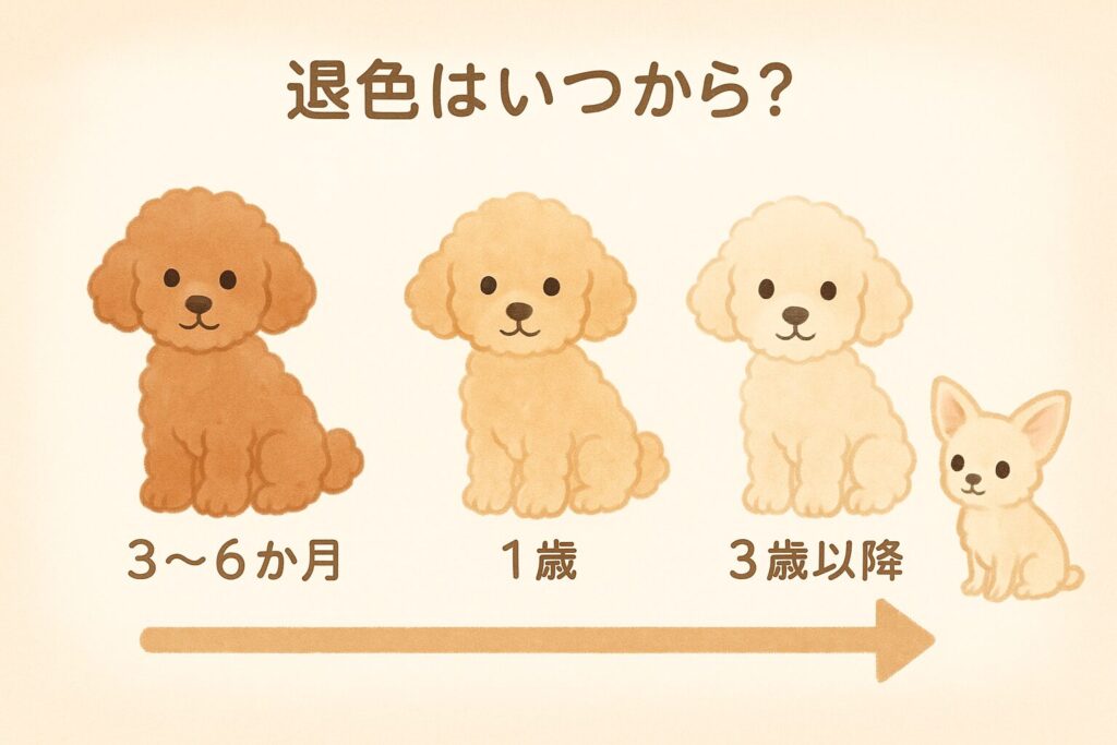 子犬から成犬へ、毛色がワントーン明るくなるアプリコットプードルの年齢タイムライン図