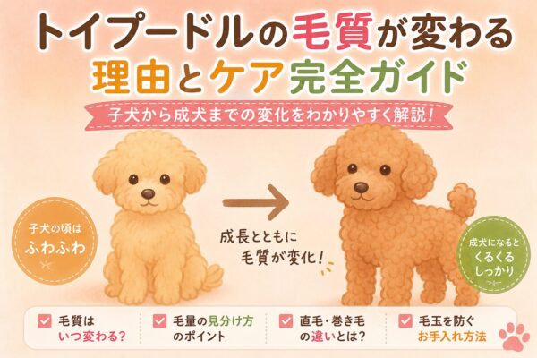 子犬から成犬へ成長するトイプードルの毛質変化を表したイラスト。ふわふわのパピーコートからカールの強い成犬毛へ変化する様子。