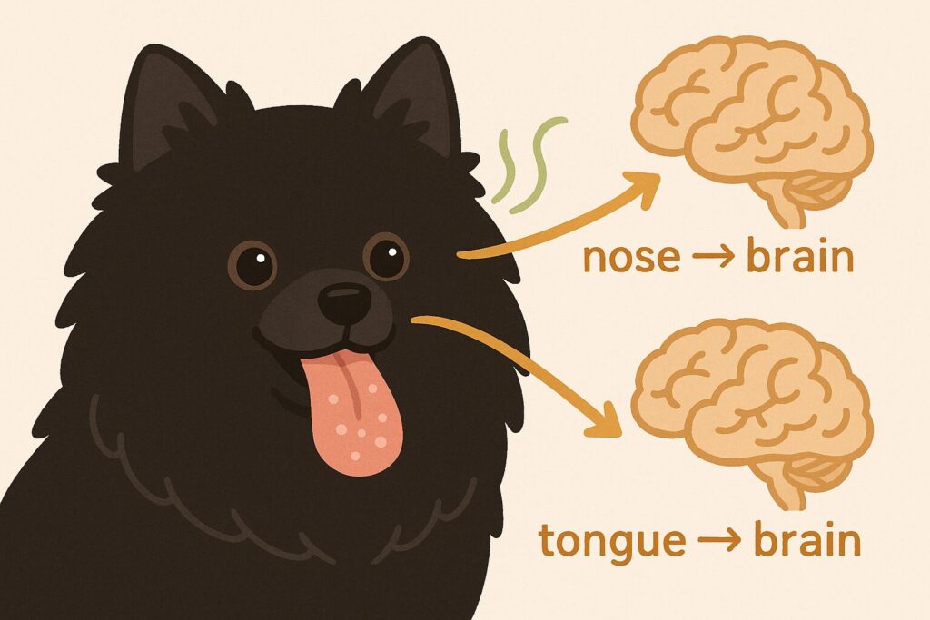 犬の舌の味蕾と嗅覚が一緒に働く様子を描いた黒ポメラニアンのイラスト