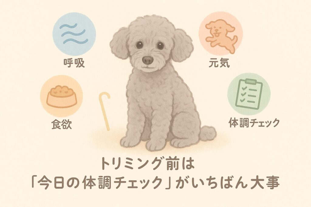 トリミング前に体調チェックを受けるシルバートイプードル老犬のイラスト。呼吸・元気・食欲などを示すアイコンつき。
