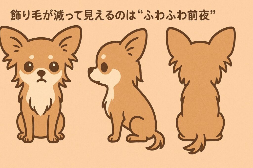 ロングコートのチワワを正面・横・後ろの3カットで、耳・胸・尻尾の飾り毛が一時的に少なく見える様子をかわいく示すイラスト。温かい色調