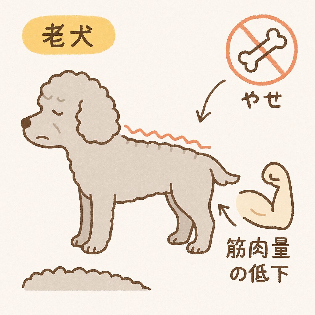 シルバートイプードルの老犬の背中まわりに、筋肉量低下や栄養吸収低下を表すアイコンが描かれたイラスト