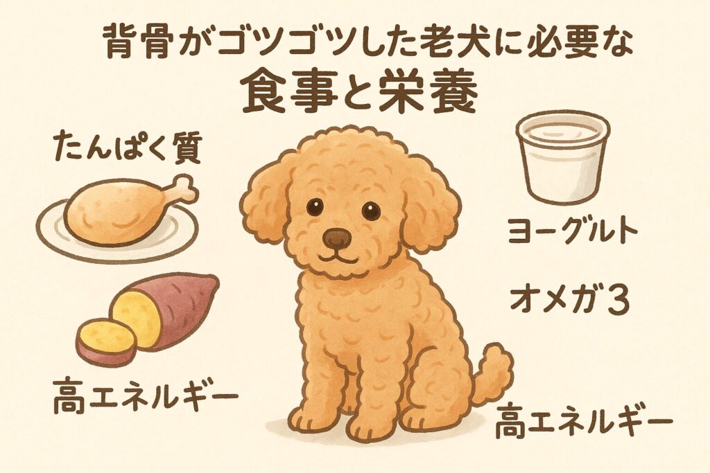 アプリコットプードルの老犬が、高たんぱくで消化の良い食材が並んだごはんボウルをうれしそうに見つめているイラスト