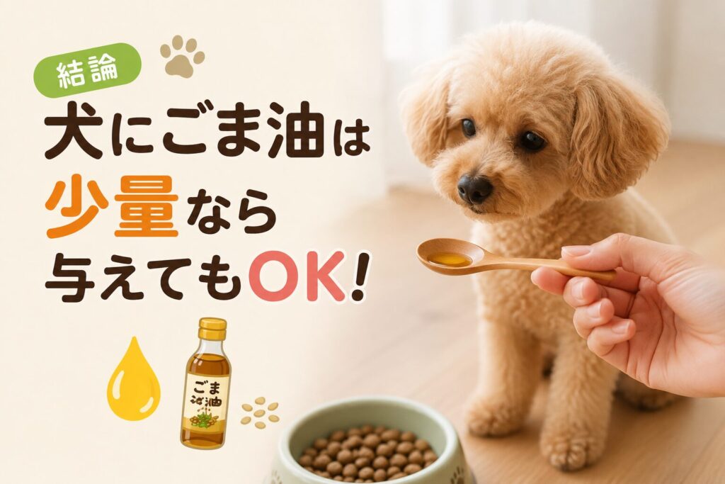 トイプードルが少量のごま油を見つめている様子。犬にごま油は少量なら与えても大丈夫であることを解説するイメージ画像。