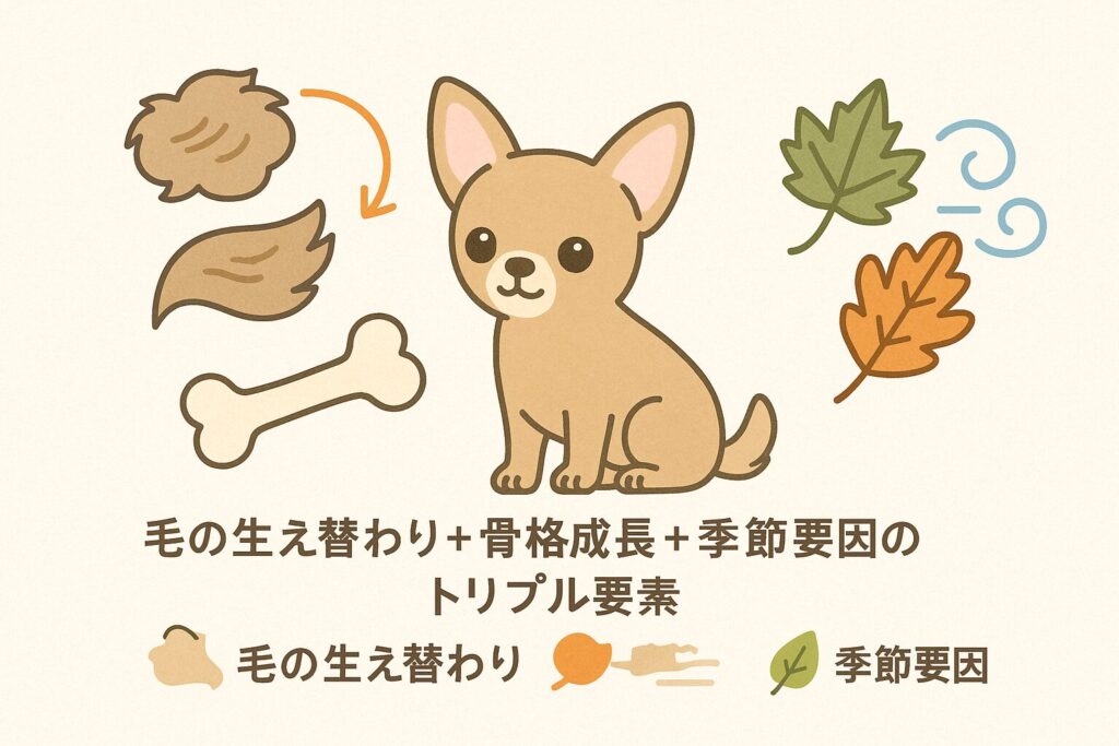 3つの要因をアイコン化した図解イラスト。①抜け替わる毛束アイコンとチワワ、②骨格ラインのシルエット、③春秋のリーフ+風アイコン。やさしい配色