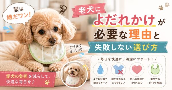 よだれかけを着けた老犬トイプードルが室内でくつろぎ、老犬によだれかけが必要な理由と選び方を紹介するアイキャッチ画像