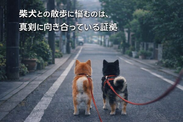 静かな朝の住宅街で立ち止まり、前方を見つめる柴犬と豆柴の後ろ姿を写した、柴犬の散歩に悩む飼い主の気持ちに寄り添うアイキャッチ画像