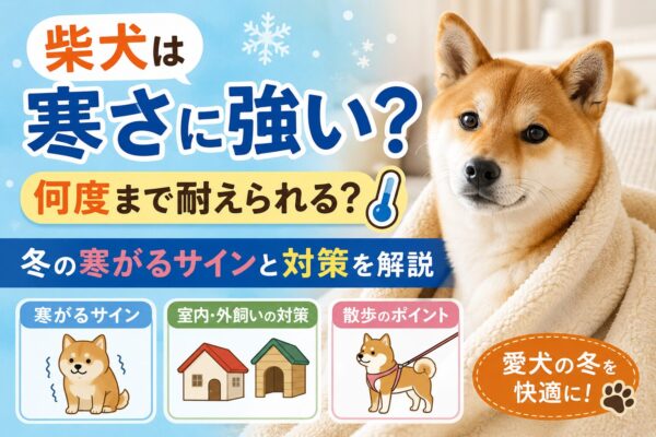 毛布にくるまった柴犬と「柴犬は寒さに強い?」という文字を配置した冬の寒さ対策を解説するアイキャッチ画像