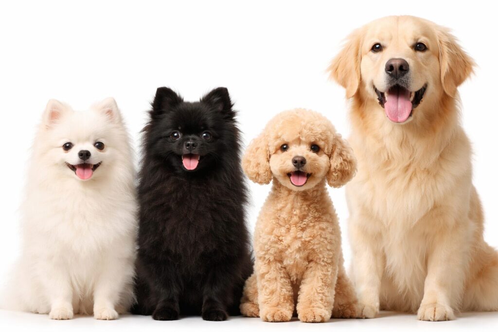 白い犬・黒い犬・茶色い犬・大型犬の比較イメージ