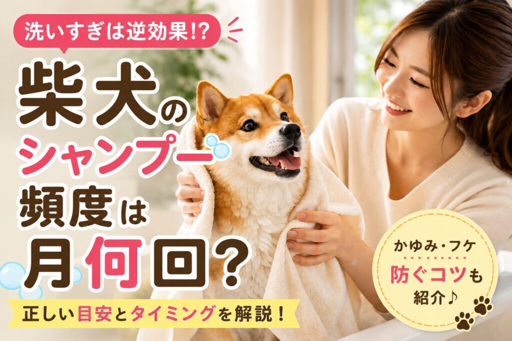 タオルで体を拭いてもらう柴犬。シャンプー頻度や洗いすぎの目安を解説するイメージ