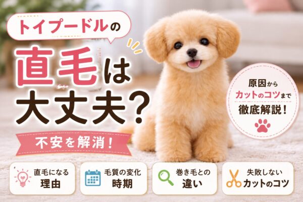直毛に見えるトイプードルの子犬
