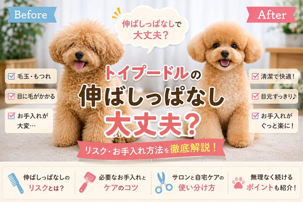 トイプードルの毛を伸ばしっぱなしにした状態とトリミング後の比較