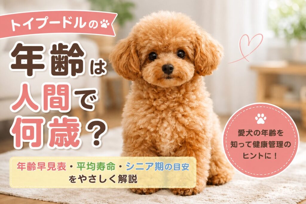 トイプードルがカメラを見つめて座っている様子