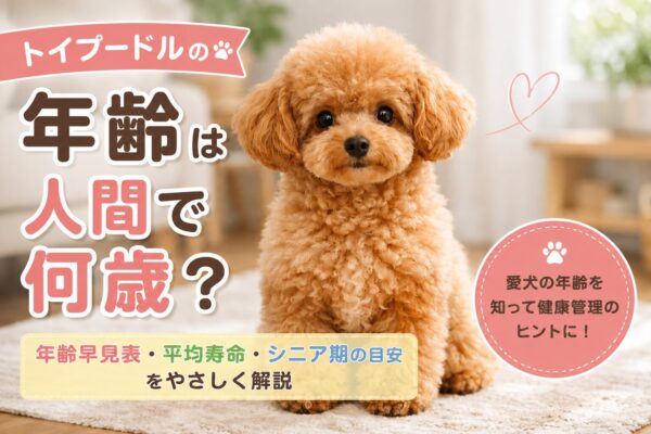 トイプードルがカメラを見つめて座っている様子