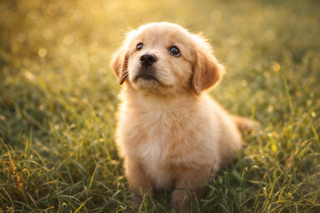 やわらかい日差しの中で見上げる子犬の写真風イメージ