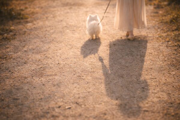 白い犬を散歩する女性のイメージ