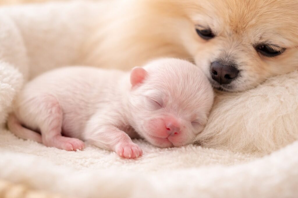 生まれたてのポメラニアンの赤ちゃんと母犬