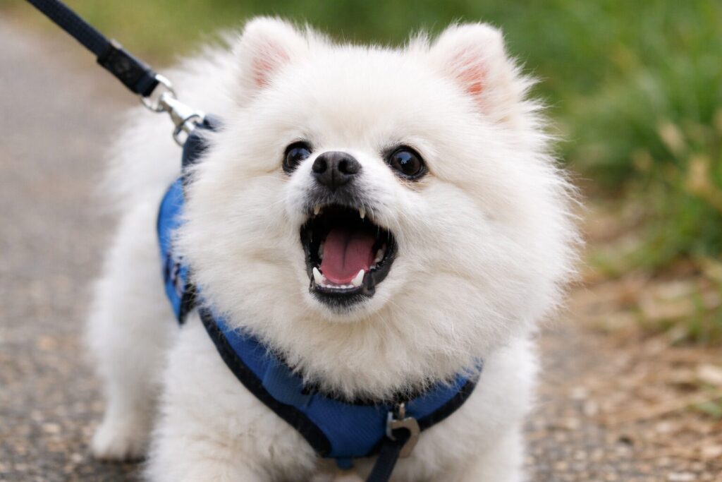 吠えて警戒しているポメラニアン