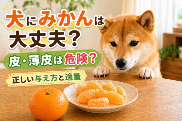 犬がみかんを見つめている様子と安全に与えるイメージ