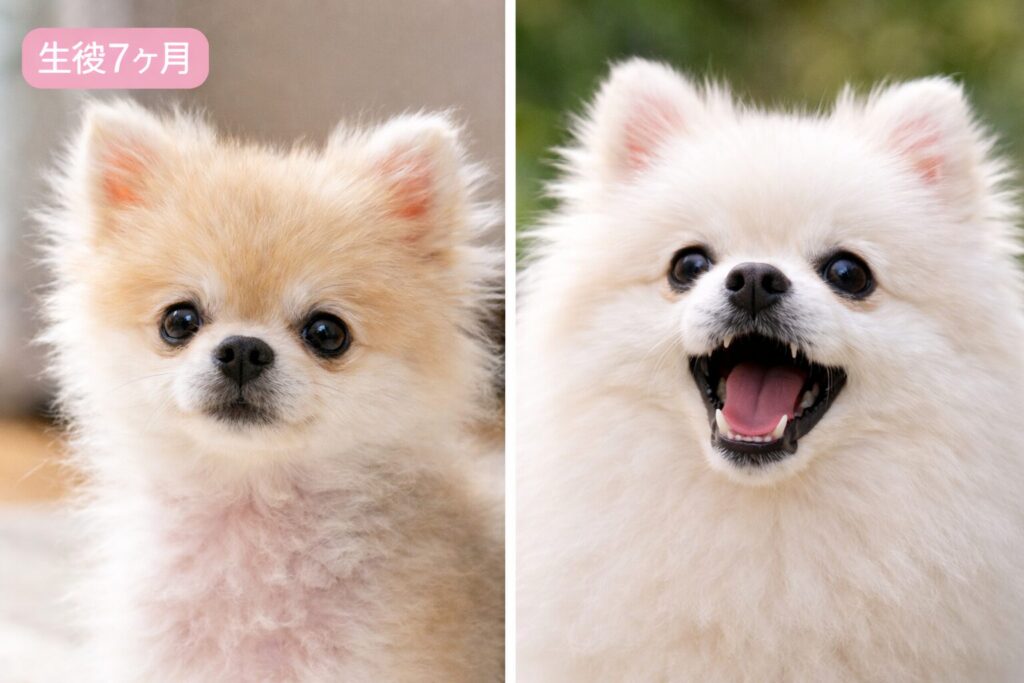 ポメラニアン7ヶ月のお猿期と成犬の毛量の違い