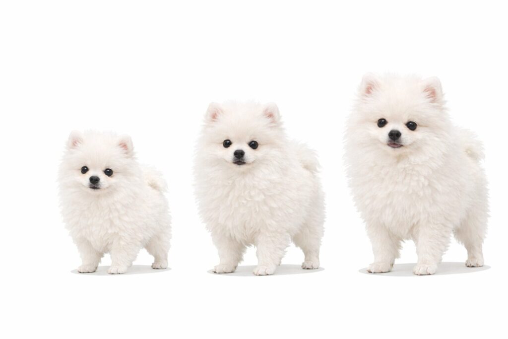 ポメラニアン 5ヶ月 体重 目安 小さい 普通 大きい 比較