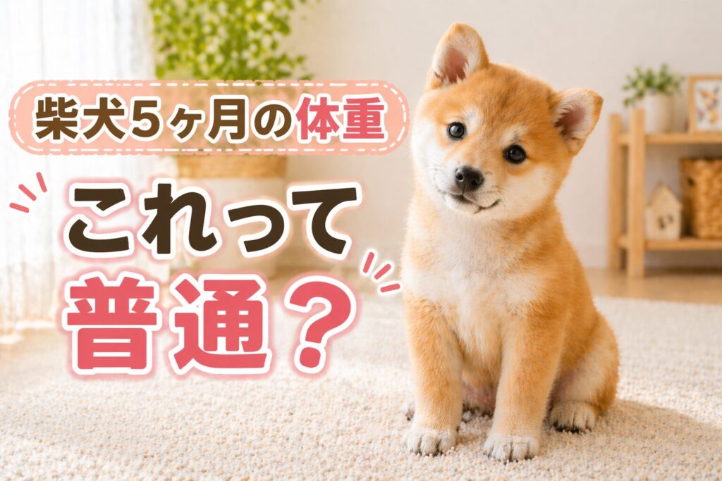 柴犬5ヶ月の体重の目安を解説する子犬の画像