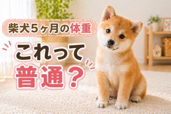 柴犬5ヶ月の体重の目安を解説する子犬の画像