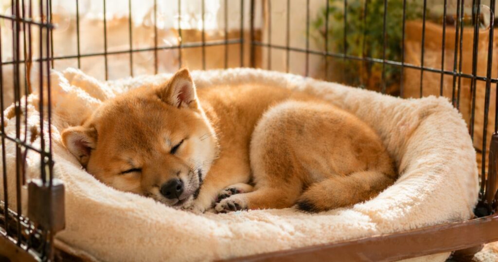 柴犬2ヶ月の睡眠の様子