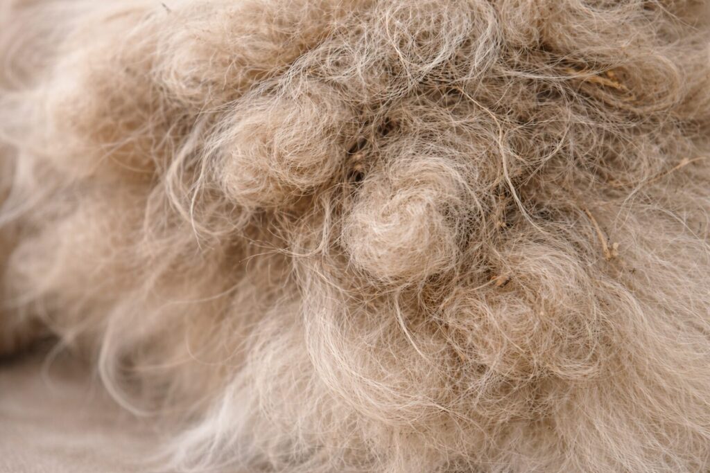 ポメラニアンの毛に小さな毛玉ができている様子