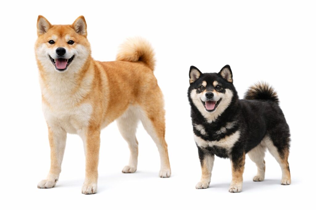 柴犬と豆柴の体高と体重の違いを比較した画像