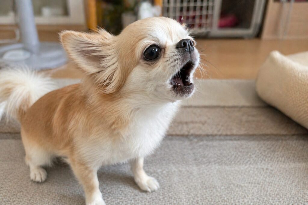 吠えているチワワの様子