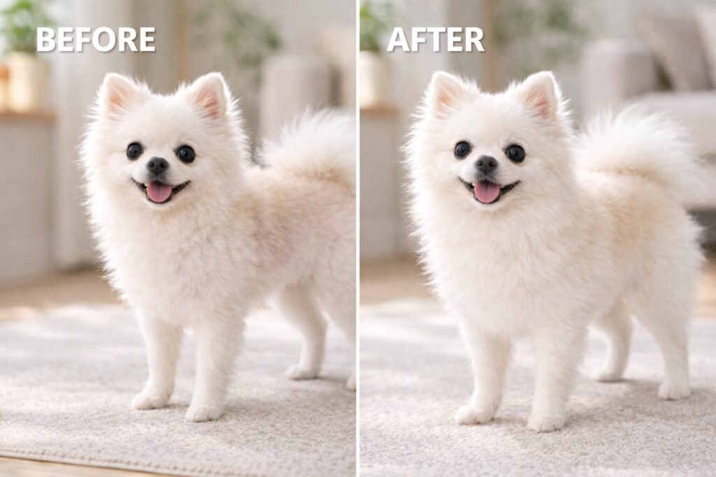 ポメラニアン6ヶ月の猿期による毛量の変化がわかる比較イメージ