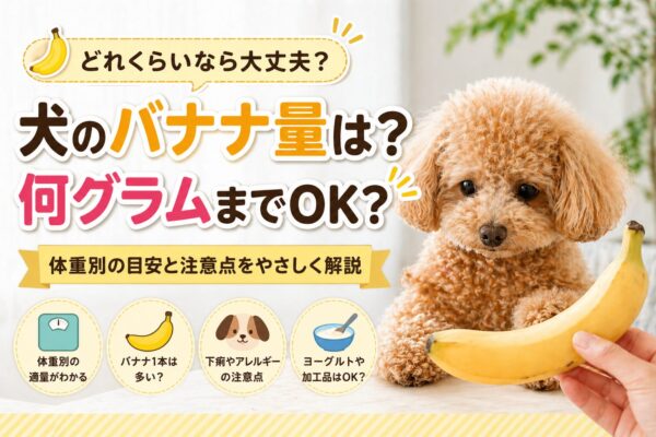 バナナを見つめるトイプードルと犬の適量イメージ