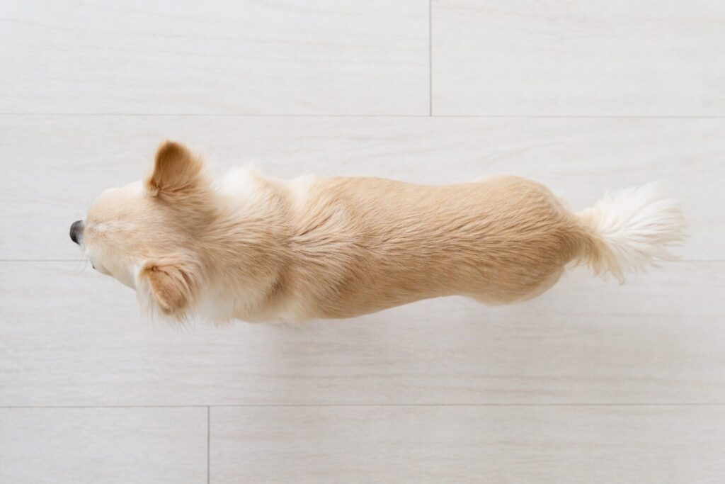 チワワ 体型チェック くびれ 上から見たシルエット