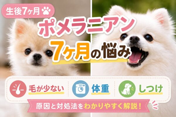 ポメラニアン7ヶ月のお猿期と成犬の毛量の違い